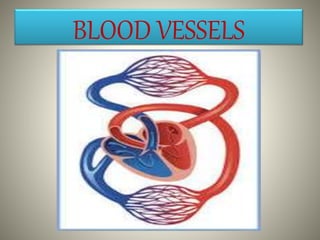 BLOOD VESSELS
 
