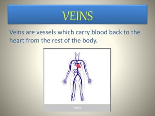 VEINS
Veins are vessels which carry blood back to the
heart from the rest of the body.
 