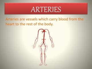 ARTERIES
Arteries are vessels which carry blood from the
heart to the rest of the body.
 