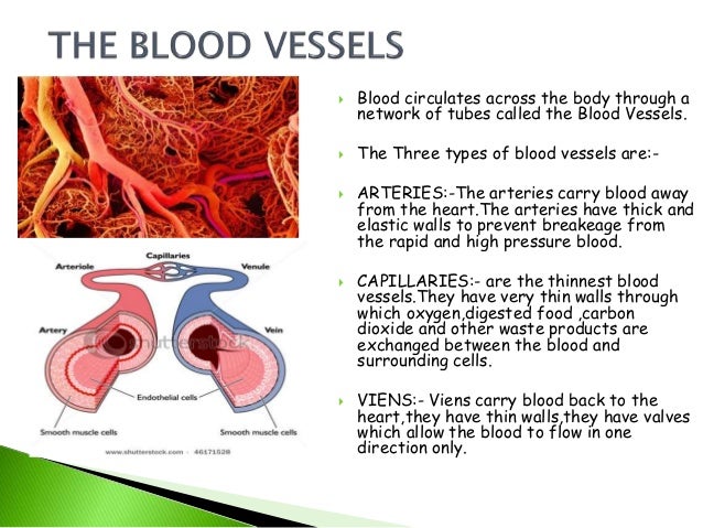 The Circulatory system Complete
