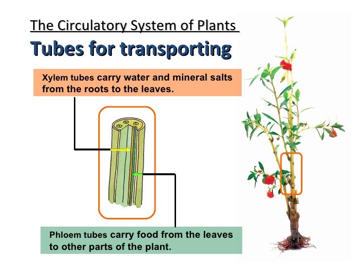 The Circulatory System The Circulatory System