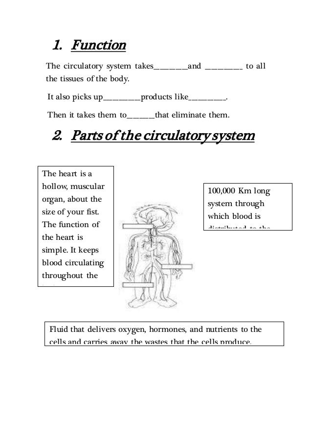 The circulatory system word