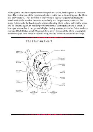 Although the circulatory system is made up of two cycles, both happen at the same
time. The contraction of the heart muscle starts in the two atria, which push the blood
into the ventricles. Then the walls of the ventricles squeeze together and force the
blood out into the arteries: the aorta to the body and the pulmonary artery to the
lungs. Afterwards, the heart muscle relaxes, allowing blood to flow in from the veins
and fill the atria again. In healthy people the normal (resting) heart rate is about 72
beats per minute, but it can go much higher during strenuous exercise. Scientists have
estimated that it takes about 30 seconds for a given portion of the blood to complete
the entire cycle: from lungs to heart to body, back to the heart and out to the lungs.
 