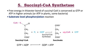 5. Succinyl-CoA Synthetase
•Free energy in thioester bond of succinyl CoA is conserved as GTP or
ATP in higher animals (or ATP in plants, some bacteria)
•Substrate level phosphorylation reaction
HS-+
GTP + ADP GDP + ATP
Succinyl-CoA
Synthetase
 