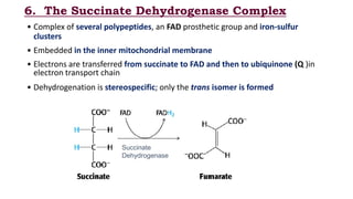 6. The Succinate Dehydrogenase Complex
• Complex of several polypeptides, an FAD prosthetic group and iron-sulfur
clusters
• Embedded in the inner mitochondrial membrane
• Electrons are transferred from succinate to FAD and then to ubiquinone (Q )in
electron transport chain
• Dehydrogenation is stereospecific; only the trans isomer is formed
Succinate
Dehydrogenase
 