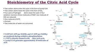 Stoichiometry of the Citric Acid Cycle
 Two carbon atoms enter the cycle in the form of acetyl CoA.
 Two carbon atoms leave the cycle in the form of CO2 .
 Four pairs of hydrogen atoms leave the cycle in four
oxidation reactions (three molecules of NAD+ one molecule of
FAD are reduced).
 One molecule of GTP,
is formed.
 Two molecules of water are consumed.
 9 ATP (2.5 ATP per NADH, and 1.5 ATP per FADH2)
are produced during oxidative phosphorylation.
 1 ATP is directly formed in the citric acid cycle.
 1 acetyl CoA generates approximately 10 molecules of
ATP.
 