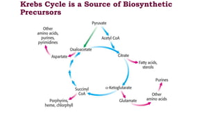 Krebs Cycle is a Source of Biosynthetic
Precursors
 