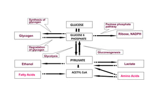 PYRUVATE
Glycogen
Amino Acids
GLUCOSE
GLUCOSE 6
PHOSPHATE
PYRUVATE
ACETYL CoA
Ribose, NADPH
Lactate
Fatty Acids
Ethanol
Synthesis of
glycogen
Degradation
of glycogen
Pentose phosphate
pathway
Glycolysis
Gluconeogenesis
 