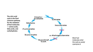The citric acid
cycle is the final
common pathway
for the oxidation
of fuel molecules
— amino acids,
fatty acids, and
carbohydrates
Most fuel
molecules enter
the cycle as acetyl
coenzyme A
 