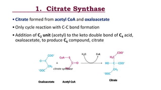 1. Citrate Synthase
•Citrate formed from acetyl CoA and oxaloacetate
•Only cycle reaction with C-C bond formation
•Addition of C2 unit (acetyl) to the keto double bond of C4 acid,
oxaloacetate, to produce C6 compound, citrate
citrate synthase
 