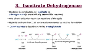 3. Isocitrate Dehydrogenase
• Oxidative decarboxylation of isocitrate to
a-ketoglutarate (a metabolically irreversible reaction)
• One of four oxidation-reduction reactions of the cycle
• Hydride ion from the C-2 of isocitrate is transferred to NAD+ to form NADH
• Oxalosuccinate is decarboxylated to a-ketoglutarate
isocitrate dehydrogenaseisocitrate dehydrogenase
 
