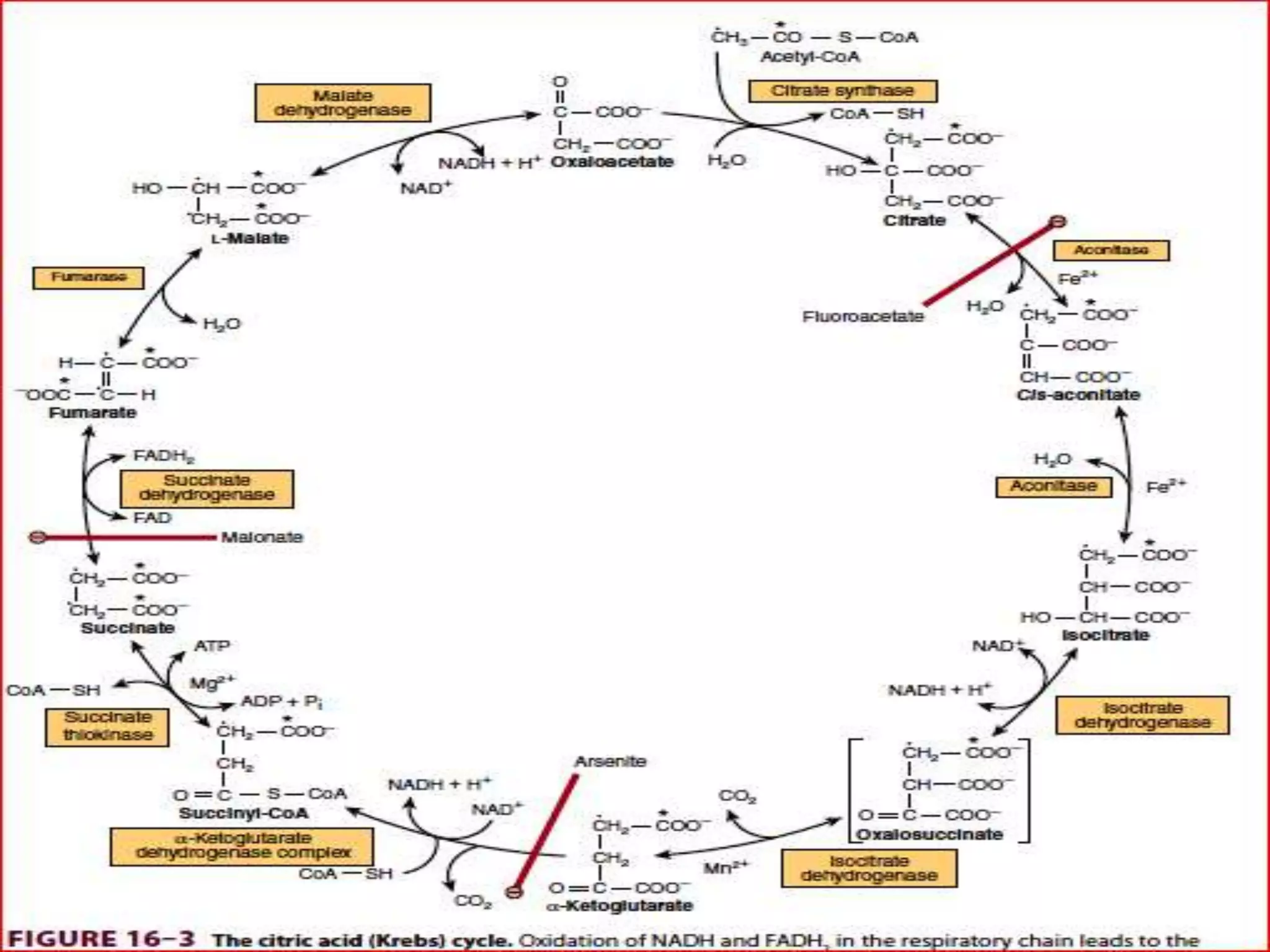 The citric acid cycle | PPT