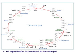  The eight successive reaction steps in the citric acid cycle
Citric acid cycle
 