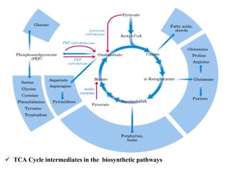  TCA Cycle intermediates in the biosynthetic pathways
 