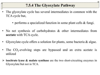 • The glyoxylate cycle has several intermediates in common with the
TCA cycle but,
• performs a specialized function in some plant cells & fungi.
• No net synthesis of carbohydrates & other intermediates from
acetate with TCA cycle.
• Glyoxylate cycle offers a solution for plants, some bacteria & algae.
• The CO2-evolving steps are bypassed and an extra acetate is
utilized
 isocitrate lyase & malate synthase are the two short-circuiting enzymes in
Glyoxylate but not in TCA.
7.5.4 The Glyoxylate Pathway
 