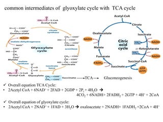 common intermediates of glyoxylate cycle with TCA cycle
TCA Gluconeogenesis
 Overall equation TCA Cycle:
• 2Acetyl CoA + 6NAD+ + 2FAD + 2GDP + 2Pi + 4H2O 
4CO2 + 6NADH+ 2FADH2 + 2GTP + 4H+ + 2CoA
 Overall equation of glyoxylate cycle:
• 2Acetyl CoA + 2NAD+ + 1FAD + 3H2O  oxaloacetate + 2NADH+ 1FADH2 +2CoA + 4H+
 