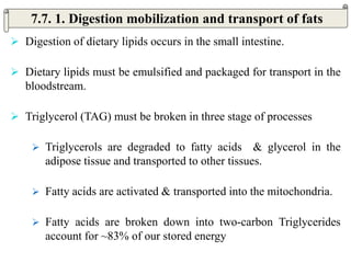  Digestion of dietary lipids occurs in the small intestine.
 Dietary lipids must be emulsified and packaged for transport in the
bloodstream.
 Triglycerol (TAG) must be broken in three stage of processes
 Triglycerols are degraded to fatty acids & glycerol in the
adipose tissue and transported to other tissues.
 Fatty acids are activated & transported into the mitochondria.
 Fatty acids are broken down into two-carbon Triglycerides
account for ~83% of our stored energy
7.7. 1. Digestion mobilization and transport of fats
 