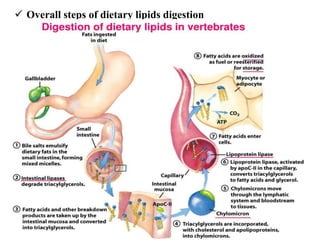  Overall steps of dietary lipids digestion
 