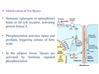  Mobilization of Fat Stores
• Hormone (glucagon or epinephrine)
binds to fat cell receptor, activating
protein kinase A
• Phosphorylation activates lipase and
perilipin, triggering release of fatty
acids
• In the adipose tissue, lipases are
activated by hormone signaled
phosphorylation
 