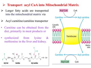  Transport acyl CoA into Mitochondrial Matrix
 Larger fatty acids are transported
into the mitochondrial matrix via
 Acyl carnitine/carnitine transporter
• Carnitine can be obtained from the
diet, primarily in meat products or
• synthesized from lysine &
methionine in the liver and kidney.
 