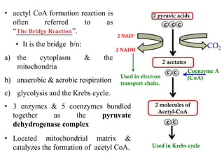 • acetyl CoA formation reaction is
often referred to as
“_______________”.
• It is the bridge b/n:
a) the cytoplasm & the
mitochondria
b) anaerobic & aerobic respiration
c) glycolysis and the Krebs cycle.
2 pyruvic acids
2 acetates
CO2
2 NAD+
2 NADH
Used in electron
transport chain.
Coenzyme A
(CoA)
2 molecules of
Acetyl-CoA
Used in Krebs cycle
The Bridge Reaction
• 3 enzymes & 5 coenzymes bundled
together as the pyruvate
dehydrogenase complex
• Located mitochondrial matrix &
catalyzes the formation of acetyl CoA.
 