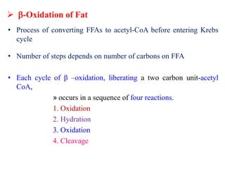  -Oxidation of Fat
• Process of converting FFAs to acetyl-CoA before entering Krebs
cycle
• Number of steps depends on number of carbons on FFA
• Each cycle of β –oxidation, liberating a two carbon unit-acetyl
CoA,
» occurs in a sequence of four reactions.
1. Oxidation
2. Hydration
3. Oxidation
4. Cleavage
 