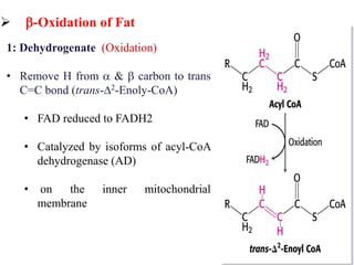  -Oxidation of Fat
31
1: Dehydrogenate (Oxidation)
• Remove H from  &  carbon to trans
C=C bond (trans-∆2-Enoly-CoA)
• FAD reduced to FADH2
• Catalyzed by isoforms of acyl-CoA
dehydrogenase (AD)
• on the inner mitochondrial
membrane
 