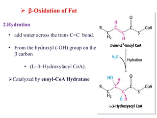  -Oxidation of Fat
32
2.Hydration
• add water across the trans C=C bond.
• From the hydroxyl (-OH) group on the
 carbon
• (L–3–Hydroxylacyl CoA).
Catalyzed by enoyl-CoA Hydratase
 