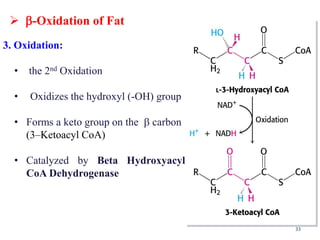  -Oxidation of Fat
33
3. Oxidation:
• the 2nd Oxidation
• Oxidizes the hydroxyl (-OH) group
• Forms a keto group on the  carbon
(3–Ketoacyl CoA)
• Catalyzed by Beta Hydroxyacyl
CoA Dehydrogenase
 