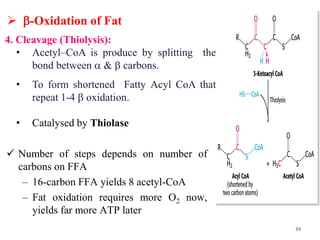 34
4. Cleavage (Thiolysis):
• Acetyl–CoA is produce by splitting the
bond between  &  carbons.
• To form shortened Fatty Acyl CoA that
repeat 1-4  oxidation.
• Catalysed by Thiolase
 Number of steps depends on number of
carbons on FFA
– 16-carbon FFA yields 8 acetyl-CoA
– Fat oxidation requires more O2 now,
yields far more ATP later
 -Oxidation of Fat
 