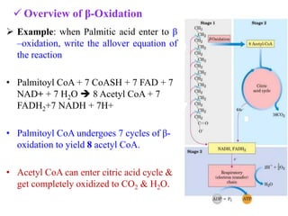  Example: when Palmitic acid enter to β
–oxidation, write the allover equation of
the reaction
• Palmitoyl CoA + 7 CoASH + 7 FAD + 7
NAD+ + 7 H2O  8 Acetyl CoA + 7
FADH2+7 NADH + 7H+
• Palmitoyl CoA undergoes 7 cycles of β-
oxidation to yield 8 acetyl CoA.
• Acetyl CoA can enter citric acid cycle &
get completely oxidized to CO2 & H2O.
 Overview of β-Oxidation
 