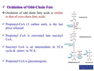  Oxidation of Odd-Chain Fats
 Oxidation of odd chain fatty acids is similar
to that of even chain fatty acids.
 Propionyl-CoA (3 carbon unit), is the last
piece released.
 Propionyl CoA is converted into succinyl
CoA.
 Succinyl CoA is an intermediate in TCA
cycle & enters to TCA.
 Propionyl CoA is gluconeogenic.
Fig 17-11
 