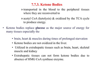 7.7.3. Ketone Bodies
» transported in the blood to the peripheral tissues
where they are reconverted to
» acetyl CoA (ketolysis) & oxidized by the TCA cycle
to produce energy.
• Ketone bodies replace glucose as the major source of energy for
many tissues especially the
• brain, heart & muscles during times of prolonged starvation
• Ketone bodies are not oxidized in the liver.
• Utilized in extrahepatic tissues such as brain, heart, skeletal
muscle and kidney
• Extrahepatic tissues can not form ketone bodies due to
absence of HMG CoA synthase enzyme.
 