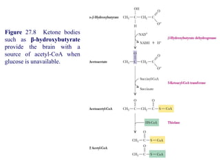 Figure 27.8 Ketone bodies
such as β-hydroxybutyrate
provide the brain with a
source of acetyl-CoA when
glucose is unavailable.
 