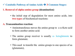  Catabolic Pathway of Amino Acids  3 Common Stages:
1. Removal of alpha-amino group (deamination)
• the initial step of degradation for most amino acids, into
two types of biochemical reactions:
A. Transamination reaction:
• Aminotransferase moves the amino group to a -Keto acid
to form another amino acid.
• The amino group receiver is usually - ketoglutarate to
form glutamate.
• This used to transfer the amino groups to one species of aa
(glutamate),
 