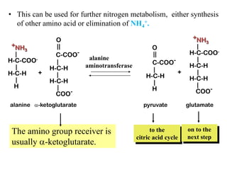 • This can be used for further nitrogen metabolism, either synthesis
of other amino acid or elimination of NH4
+.
+NH3
|
H-C-COO-
|
H-C-H
|
H
O
||
C-COO-
|
H-C-H
|
H-C-H
|
COO-
O
||
C-COO-
|
H-C-H
|
H
+NH3
|
H-C-COO-
|
H-C-H
|
H-C-H
|
COO-
+ +
alanine -ketoglutarate pyruvate glutamate
to the
citric acid cycle
on to the
next step
The amino group receiver is
usually -ketoglutarate.
alanine
aminotransferase
 