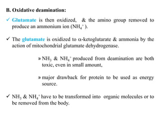B. Oxidative deamination:
 Glutamate is then oxidized, & the amino group removed to
produce an ammonium ion (NH4
+ ).
 The glutamate is oxidized to -ketoglutarate & ammonia by the
action of mitochondrial glutamate dehydrogenase.
» NH3 & NH4
+ produced from deamination are both
toxic, even in small amount,
» major drawback for protein to be used as energy
source.
 NH3 & NH4
+ have to be transformed into organic molecules or to
be removed from the body.
 