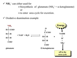  NH4
+ can either used for
» biosynthesis of glutamate (NH4
+ + -ketoglutarate)
or
» to enter urea cycle for excretion.
 Oxidative deamination example
NADH
+
H+
+
NH4
+
+
off to the
urea cycle
O
||
C-COO-
|
H-C-H
|
H-C-H
|
COO-
+NH3
|
H-C-COO-
|
H-C-H
|
H-C-H
|
COO-
+ NAD+ + H2O
glutamate -ketoglutarate
Energy
 