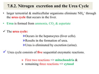 7.8.2. Nitrogen excretion and the Urea Cycle
• larger terrestrial & multicellular organisms eliminate NH4
+ through
the urea cycle that occurs in the liver.
• Urea is formed from ammonia, CO2 & aspartate
 The urea cycle:
»Occurs in the hepatocytes (liver cells).
»Results in the formation of urea.
»Urea is eliminated by excretion (urine).
 Urea cycle consists of five sequential enzymatic reactions.
» First two reactions => mitochondria &
» remaining three reactions => cytosol
 