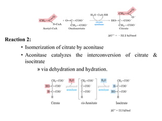 Reaction 2:
• Isomerization of citrate by aconitase
• Aconitase catalyzes the interconversion of citrate &
isocitrate
» via dehydration and hydration.
 