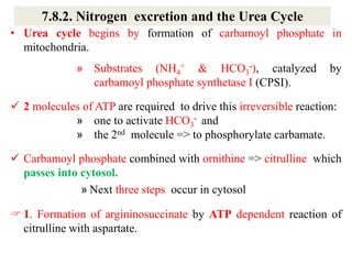7.8.2. Nitrogen excretion and the Urea Cycle
• Urea cycle begins by formation of carbamoyl phosphate in
mitochondria.
» Substrates (NH4
+ & HCO3
-), catalyzed by
carbamoyl phosphate synthetase I (CPSI).
 2 molecules of ATP are required to drive this irreversible reaction:
» one to activate HCO3
- and
» the 2nd molecule => to phosphorylate carbamate.
 Carbamoyl phosphate combined with ornithine => citrulline which
passes into cytosol.
» Next three steps occur in cytosol
 1. Formation of argininosuccinate by ATP dependent reaction of
citrulline with aspartate.
 