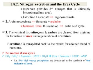 7.8.2. Nitrogen excretion and the Urea Cycle
» (aspartate provides 2nd nitrogen that is ultimately
incorporated into urea).
» Citrulline + aspartate => arginosuccinate.
 2. Argininosuccinate => fumarate + arginine,
» fumarate from this reaction => critic acid cycle.
 3. The terminal two nitrogens & carbon are cleaved from arginine
for formation of urea and regeneration of ornithine.
 ornithine is transported back to the matrix for another round of
reactions.
 Net reaction of urea cycle :
 CO2 + NH4
+ + Aspartate + 3ATP + 2H2O  Urea + Fumarate + 2ADP + AMP
• i.e. four high energy phosphates are consumed in the synthesis of one
molecule of urea .
 