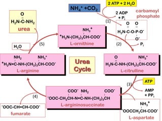 COO- NH2 COO-
| | |
-OOC-CH2CH-N=C-NH-(CH2)3CH
L-argininosuccinate
NH4
+ +CO2 carbamoyl
phosphate
O O
| | | |
H2N-C-O-P-O-
|
O-
O NH3
+
| | |
H2N-C-NH-(CH2)3CH-COO-
L-citrulline
NH3
+
|
-OOCCH2CH-COO-
L-aspartate
NH3
+
|
+H3N-(CH2)3CH-COO-
L-ornithine
-OOC-CH=CH-COO-
fumarate
NH2 NH3
+
| |
+H2N=C-NH-(CH2)3CH-COO-
L-arginine
O
| |
H2N-C-NH2
urea
ATP
AMP
+ PPi
H2O
Pi
2 ATP + 2 H2O
2 ADP
+ Pi
Urea
Cycle
(5)
(1)
(4)
(3)
(2)
 