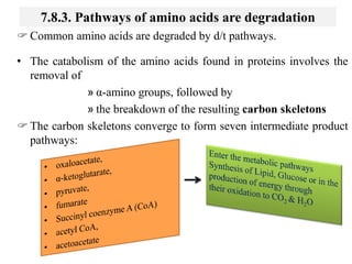 7.8.3. Pathways of amino acids are degradation
 Common amino acids are degraded by d/t pathways.
• The catabolism of the amino acids found in proteins involves the
removal of
» α-amino groups, followed by
» the breakdown of the resulting carbon skeletons
 The carbon skeletons converge to form seven intermediate product
pathways:
 