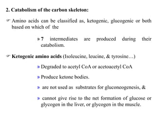 2. Catabolism of the carbon skeleton:
 Amino acids can be classified as, ketogenic, glucogenic or both
based on which of the
» 7 intermediates are produced during their
catabolism.
 Ketogenic amino acids (Isoleucine, leucine, & tyrosine…)
» Degraded to acetyl CoA or acetoacetyl CoA
» Produce ketone bodies.
» are not used as substrates for gluconeogenesis, &
» cannot give rise to the net formation of glucose or
glycogen in the liver, or glycogen in the muscle.
 