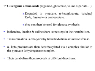  Glucogenic amino acids (argenine, glutamate, valine aspartate…)
» Degraded to pyruvate, α-ketoglutarate, succinyl
CoA, fumarate or oxaloacetate.
» they can then be used for glucose synthesis.
• Isoleucine, leucine & valine share some steps in their catabolism.
• Transamination is catalyzed by branched-chain aminotransferase.
• - keto products are then decarboxylated via a complex similar to
the pyruvate dehydrogenase complex.
• Their catabolism then proceeds in different directions.
 