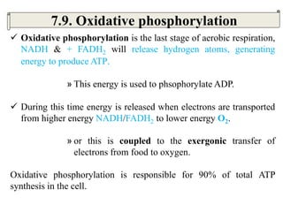  Oxidative phosphorylation is the last stage of aerobic respiration,
NADH & + FADH2 will release hydrogen atoms, generating
energy to produce ATP.
» This energy is used to phsophorylate ADP.
 During this time energy is released when electrons are transported
from higher energy NADH/FADH2 to lower energy O2.
» or this is coupled to the exergonic transfer of
electrons from food to oxygen.
Oxidative phosphorylation is responsible for 90% of total ATP
synthesis in the cell.
7.9. Oxidative phosphorylation
 