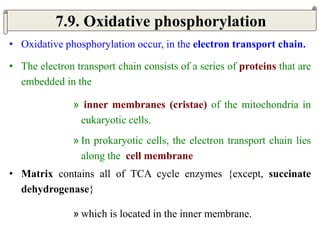 • Oxidative phosphorylation occur, in the electron transport chain.
• The electron transport chain consists of a series of proteins that are
embedded in the
» inner membranes (cristae) of the mitochondria in
eukaryotic cells.
» In prokaryotic cells, the electron transport chain lies
along the cell membrane
• Matrix contains all of TCA cycle enzymes {except, succinate
dehydrogenase}
» which is located in the inner membrane.
7.9. Oxidative phosphorylation
 