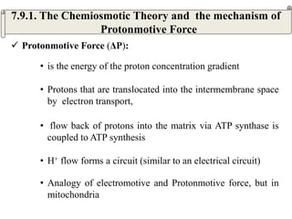  Protonmotive Force (ΔP):
• is the energy of the proton concentration gradient
• Protons that are translocated into the intermembrane space
by electron transport,
• flow back of protons into the matrix via ATP synthase is
coupled to ATP synthesis
• H+ flow forms a circuit (similar to an electrical circuit)
• Analogy of electromotive and Protonmotive force, but in
mitochondria
7.9.1. The Chemiosmotic Theory and the mechanism of
Protonmotive Force
 