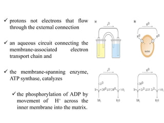  protons not electrons that flow
through the external connection
 an aqueous circuit connecting the
membrane-associated electron
transport chain and
 the membrane-spanning enzyme,
ATP synthase, catalyzes
the phosphorylation of ADP by
movement of H+ across the
inner membrane into the matrix.
 